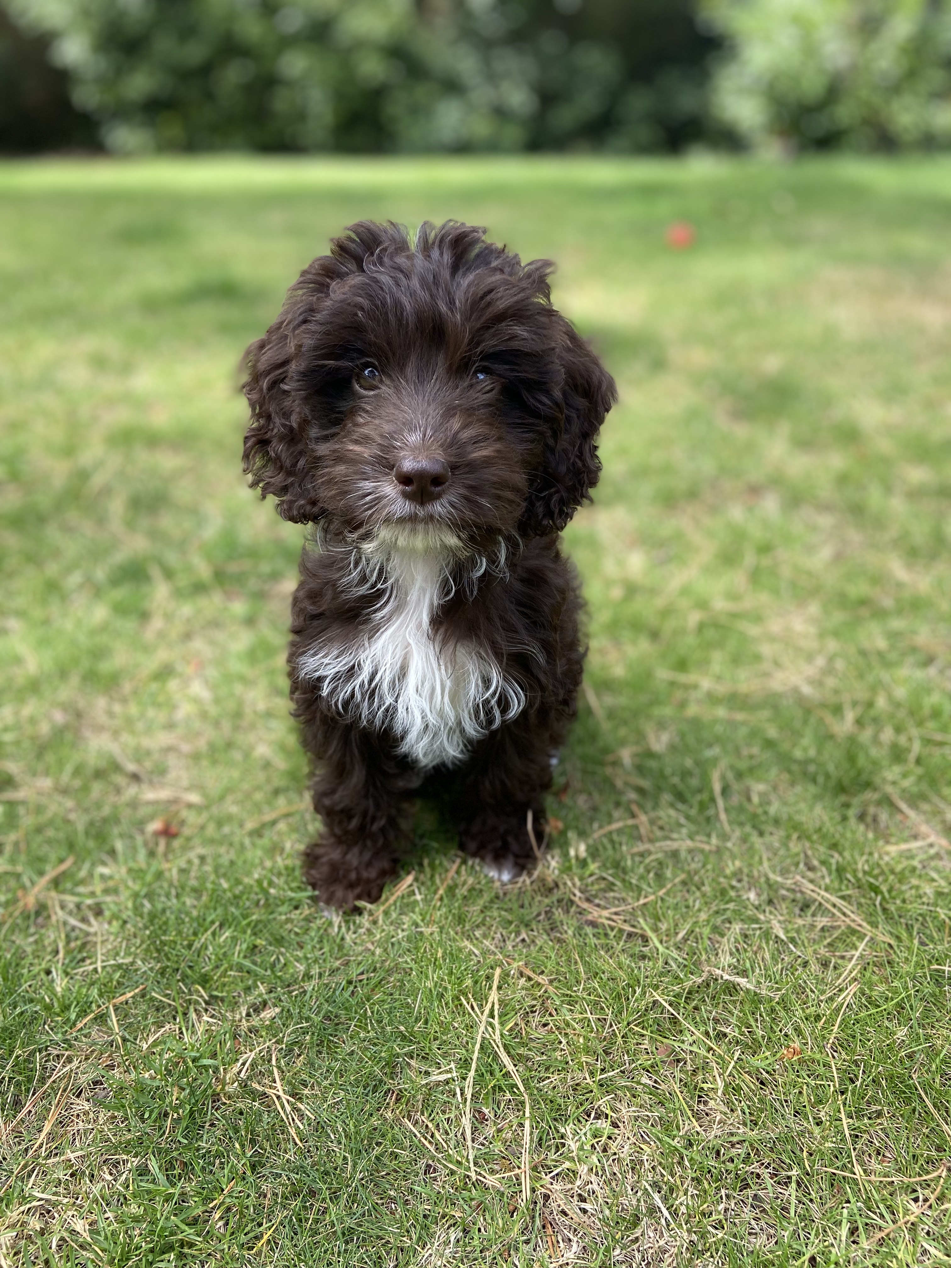A puppy sitting on grass in the garden