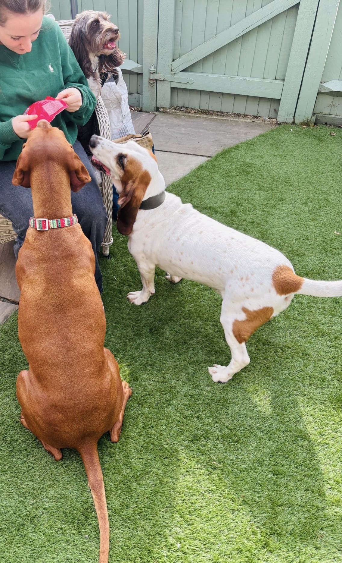 Imi with dogs during pet care