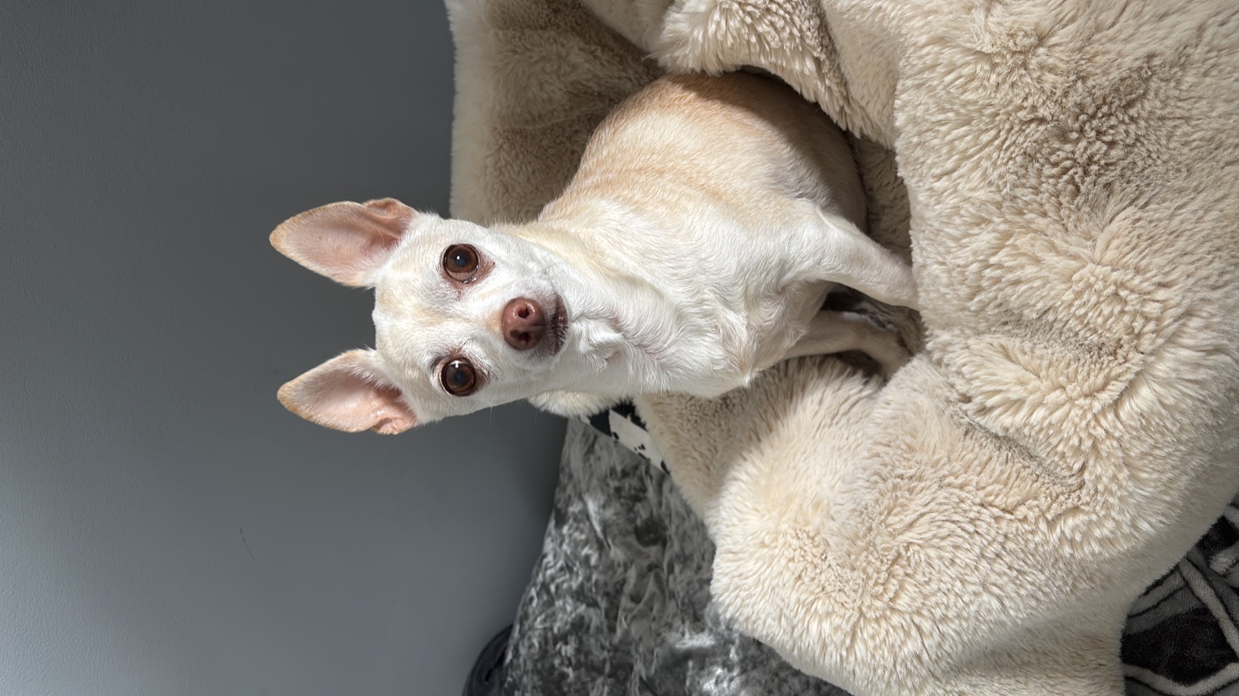 Small dog settled in a cosy bed