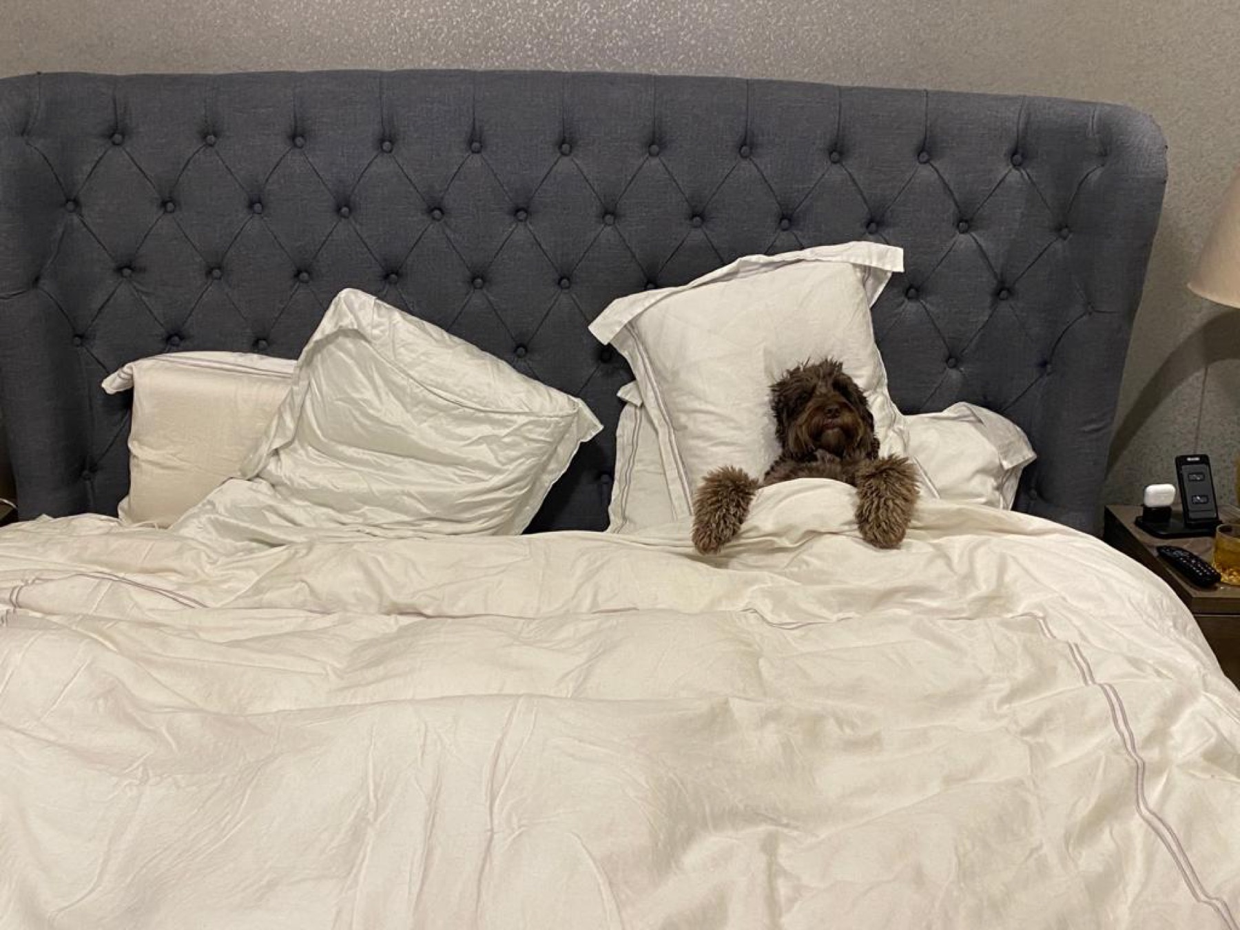 Dog tucked into bed during overnight pet sitting