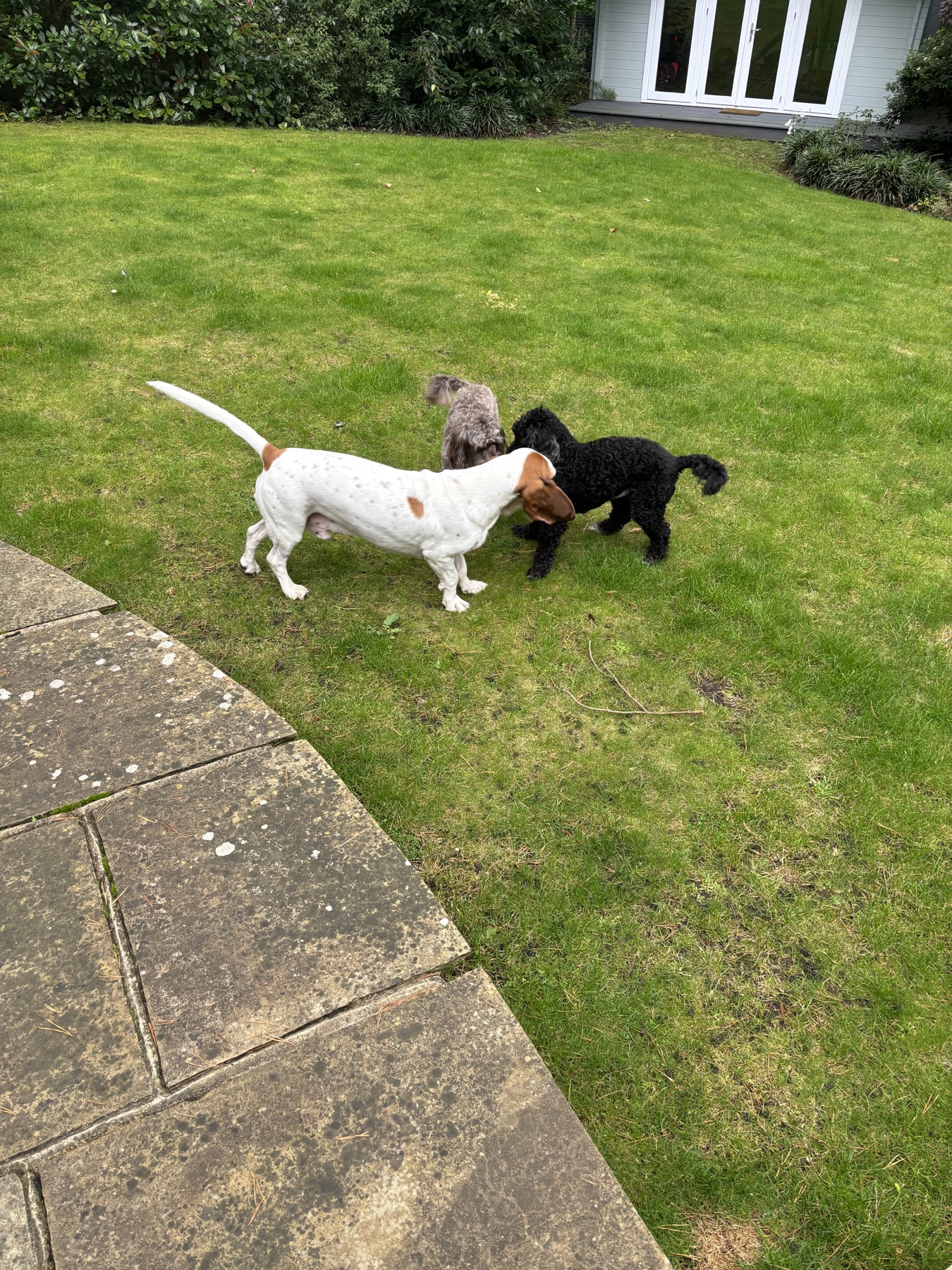 Dogs spending time together in the garden during care
