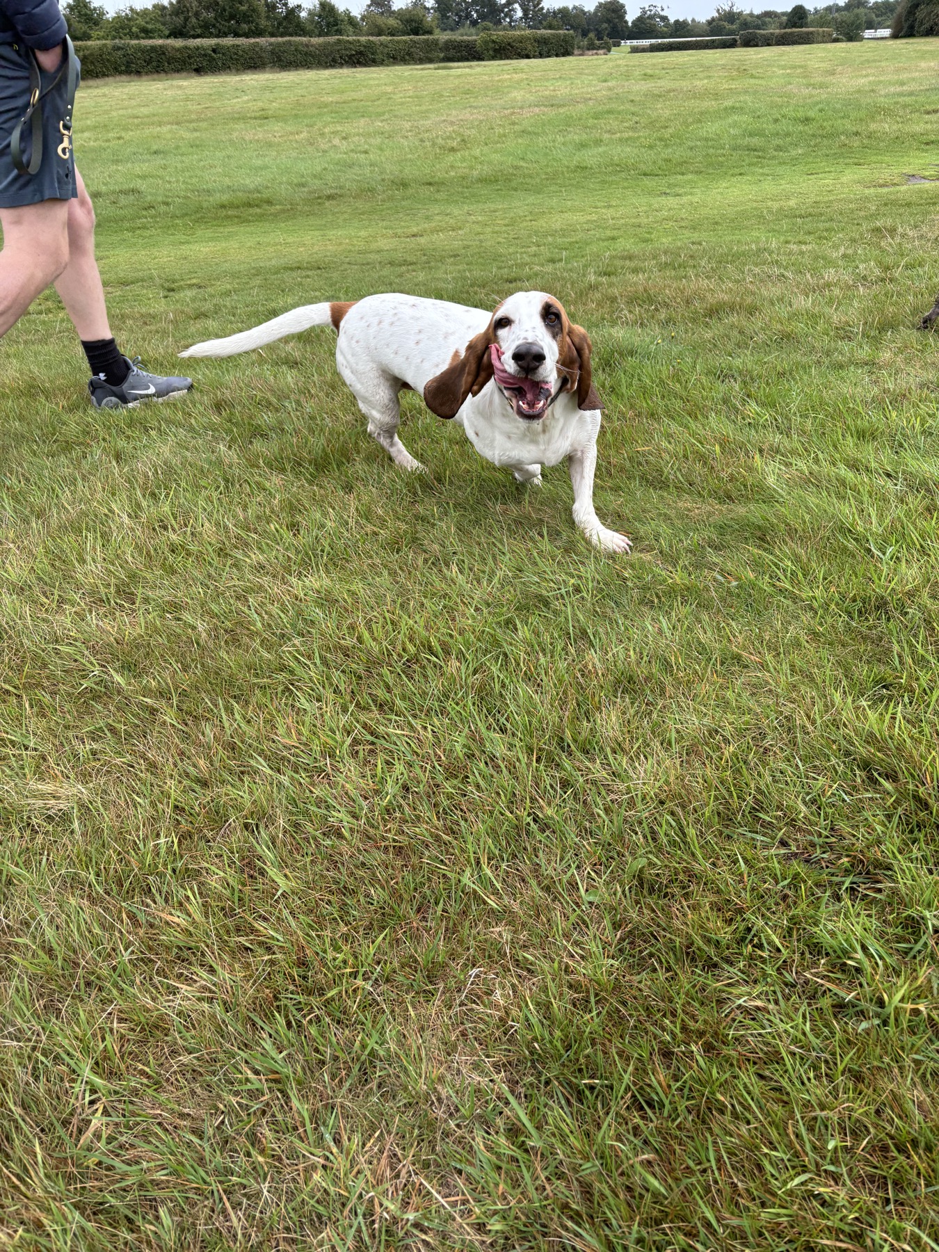 Dog Walking example