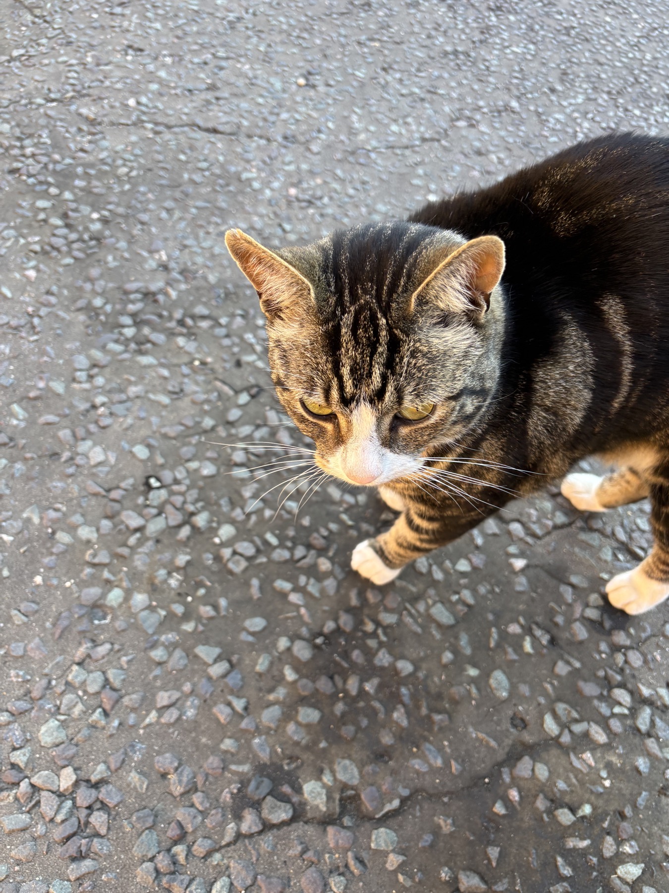 Cat Visits example