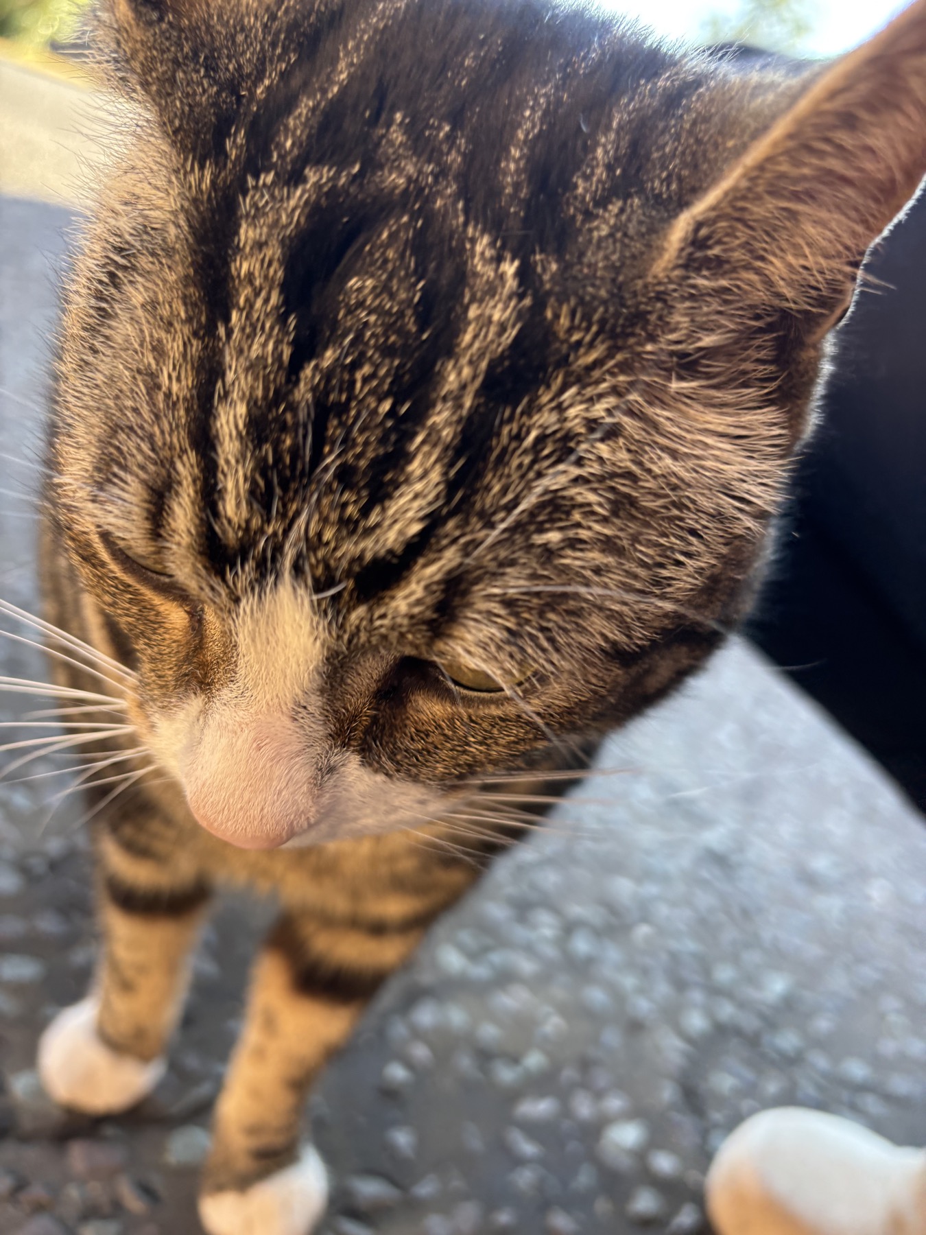 A tabby cat enjoying attention during a visit