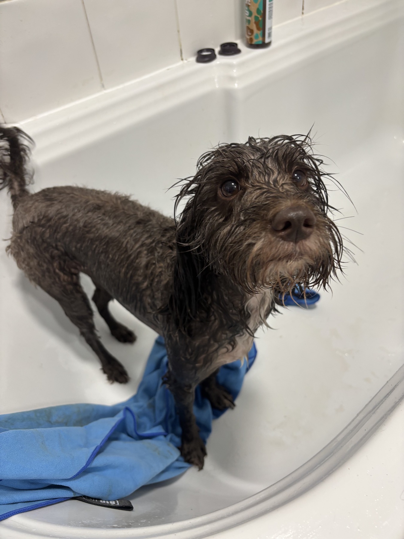 A dog after a bath during care